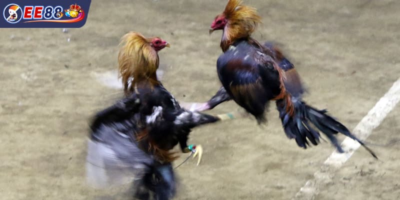 Tiêu chuẩn đánh giá các chiến kê hàng đầu